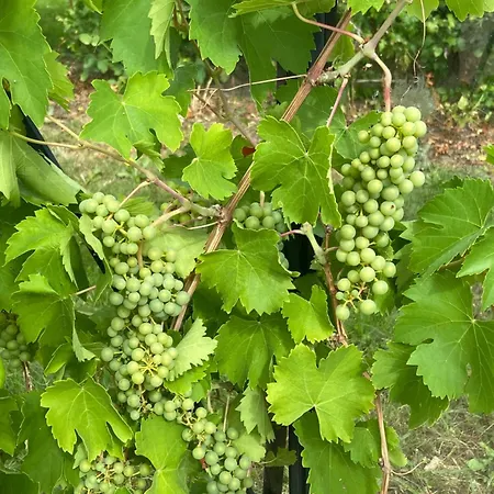 Sea View House - Year Round Tatil Evi *